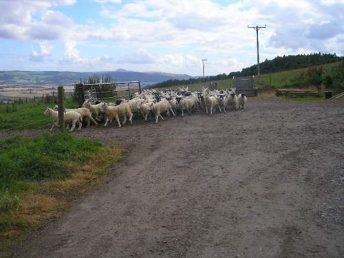 Northlees Farm Bed & Breakfast Perth Bagian luar foto