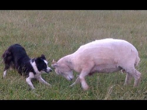 Northlees Farm Bed & Breakfast Perth Bagian luar foto